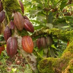 El Cacao Hispaniola