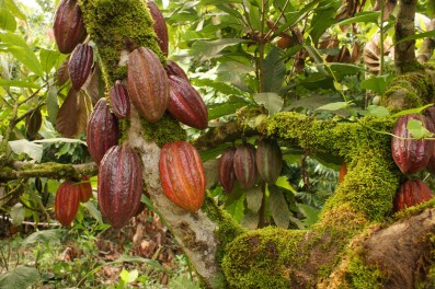 El Cacao Hispaniola