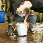 Cepal asegura 70% de la leche dominicana no es apta para procedimientos industriales