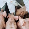 República Dominicana es autosuficiente diagnóstico de fiebre porcina africana; detección del virus en 24 horas
