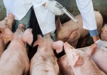 República Dominicana es autosuficiente diagnóstico de fiebre porcina africana; detección del virus en 24 horas